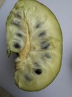 Annona Deceptrix — photo 6
