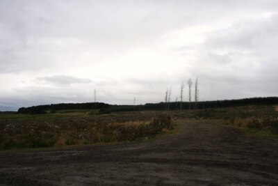 Foto 6x4 Geräumter Wald bei Duffs Hill Marywell \/NO9299 Warten auf den nächsten c2008