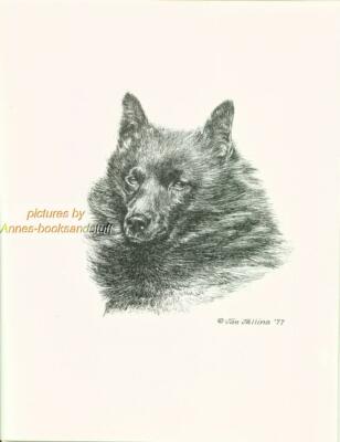 #161 SCHIPPERKE portrait dog art print * Pen and ink drawing by Jan Jellins