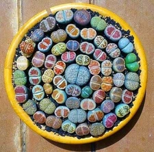 Mixed Lithops Succulent Seeds, Lithops Pseudotruncatella , 100 Seeds