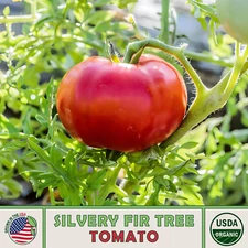 10 Silvery Fir Tree Tomato Seeds, Organic, Open-Pollinated, Non-GMO, Genuine USA