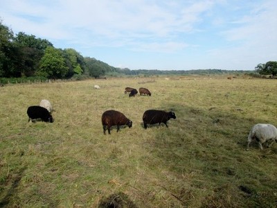 Photo A2 Hebridean  Sheep  are  used  to  manage  the  grassland Loversa c2014