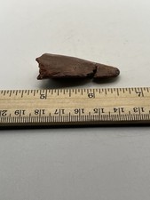 Carcharodontosaurus Tooth Dinosaur TREX Cousin 2” G5