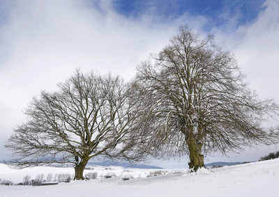 Lentikular -Wackelkarte: Eichen und Linde - Old Oak and lime tree - Linden tree