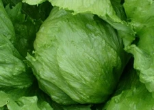 ICEBERG LETTUCE SEEDS 1000+ HEAD lettuce VEGETABLE garden SALAD FREE SHIPPING
