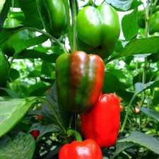 100 California Wonder Pepper Seeds Non-GMO Heirloom USA Seller