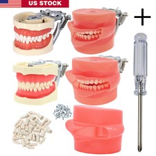 Dental Typodont Model Kilgore NISSIN 200/500 Type With Removable Screw-in Teeth