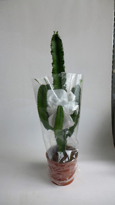 monstera deliciosa mint kaufen Monstera 'Mint' main image 0