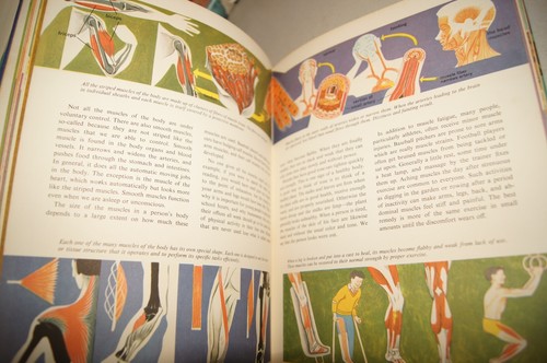 The Human Body Illustrated Colorful Pullout Deluxe Golden Book 1959 1961 Vintage - Picture 14 of 17