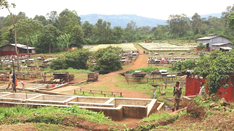 GRANOS DE CAFÉ 100 % MOCA JAVA TOSTADOS OSCUROS 5 LIBRAS en bolsas de 1 libra Foto 3 de 4