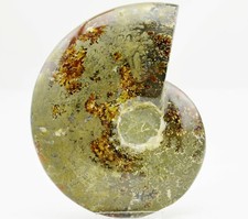 Whole Ammonite Nice Suture Pattern 134mm 5.2" 110myo Dinosaur age fossil e3972qq