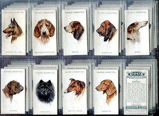 Tobacco Card Set John Player & Sons Pedigree DOG BREEDS HEADS Wardle 1929