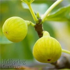 Yellow Long Neck Fig - Ficus carica - Live Plant