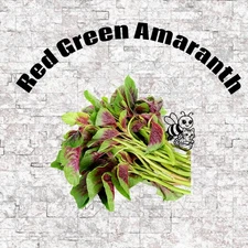 200 RedGreen Amaranth , Callaloo ,African Spinach,Bayam Merah Rau Den - Seeds 