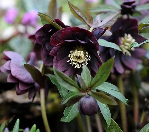 Hellebore Lenten Rose Helleborus Winter Blooming Perennial Live Plant