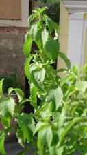 30 Semillas de stevia, Estevia  (Stevia r…