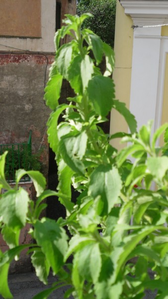 30 Semillas de stevia, Estevia  (Stevia rebaudiana) seeds