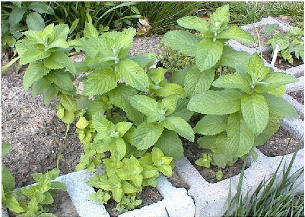 Apple - ミント Amazon.com : Apple Mint Live Plant 3 Inc Pot, Well Rooted