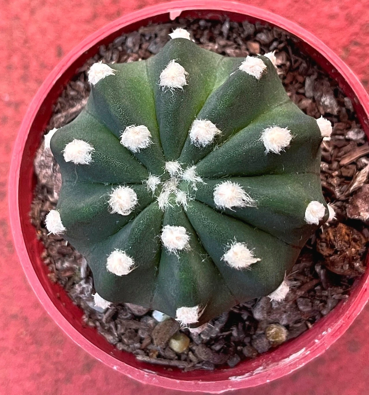 Picture 5 of 7