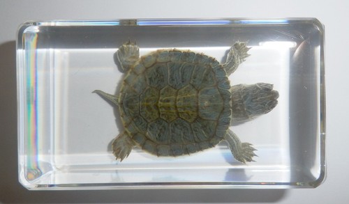 73x40x20 Mm Water Slider Turtle In Clear Paperweight Education Specimen - Picture 9 of 10