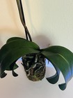 Phalaenopsis Orchid NOID Taiwanese Species Extremely Rare Plant Mutated!!! — photo 9
