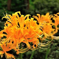 Easy to Grow Lycoris - Aurea Yellow Trio 3 Plant Bulbs