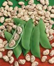 Beans - Jackson Wonder! Comb. S/H! SEE OUR STORE!