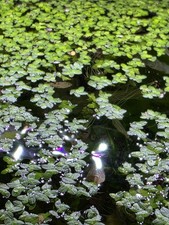 Full PACKED cup Duckweed  Live Floating Freshwater Aquarium Plant
