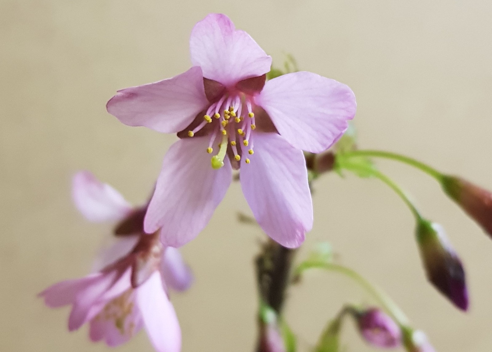 Cerisier à fleurs du Japon nain Prunus incisa Paean en conteneur de 3L pour petit jardin
