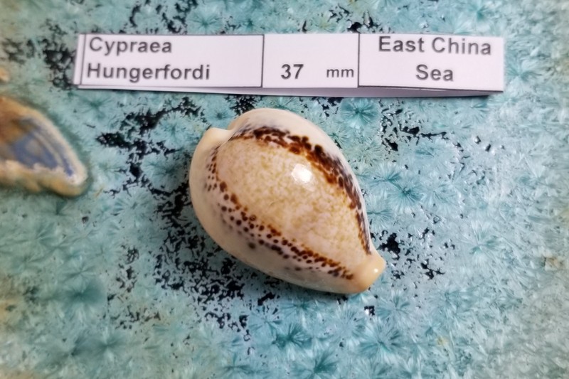 Cypraea Hungerfordi Shell Private Collection