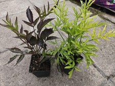 Sambucus nigra Black Beauty & Golden Tower Elderberry Ornamental  Shrub in 9cm P