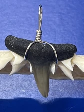 SHARK TOOTH PENDANT FOSSILIZED 7/8 Inch Upper LEMON Shark Tooth 