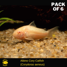 Albino Cory  PACK OF 6 - Albino Corydora Catfish - Live Fish .75" - 1" - 6PCS 