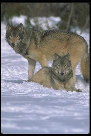 Impresión fotográfica 110036 Lobos al borde del bosque nevado A4 - Imagen 1 de 1