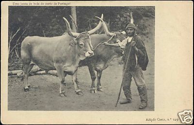 portugal, Uma Junta de Bois do Norte, Cows (ca. 1899) - Picture 1 of 1
