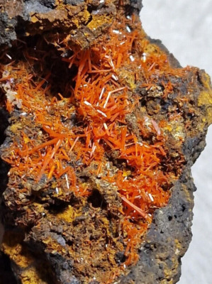 Minerals@ Crystal Rich Red Crocoite On Matrix Tasmania Australia 7.5cm