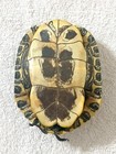 Real Turtle Shell Taxidermy Specimen Carapace Oddities Display 5.5" — photo 8
