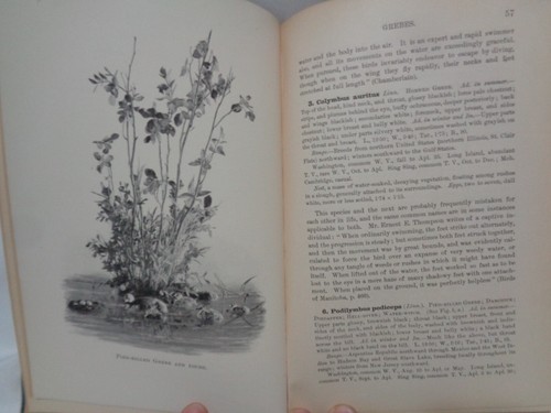 1900 Birds of Eastern North American Ornithology Chapman Illustrated Plates - Picture 12 of 19