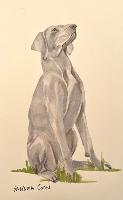 Weimaraner  Original Watercolor Painting by Sandra Coen Sitting Study