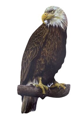 Weißkopfseeadler Plakette - Weißkopfseeadler Wandrelief - Weißkopfseeadler - B16-P