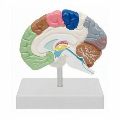 Modèle Anatomique du Cerveau Réaliste pour Bureau D'études - Photo 1/4