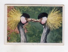 Cigarette Card c1930 Bird - The Crowned Crane Africa