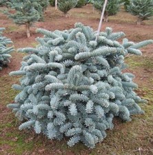 Noble Fir - Christmas Tree - Red Fir - Abies