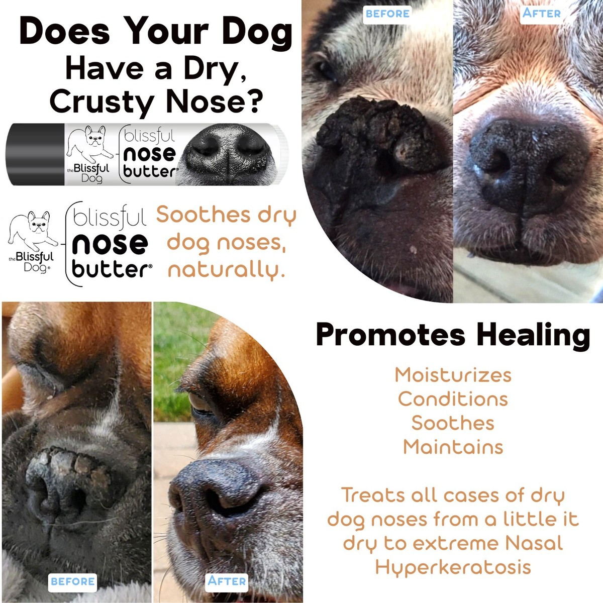 Vet How To Tell If Your Dog Has A Cold Kennel Cough: A Natural