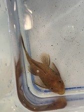 1x Super Red Bristlenose Plecostomus 2.5 Inch guaranteed female