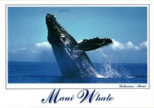 Maui Humpback Whale Postcard Unposted Lahaina, Maui