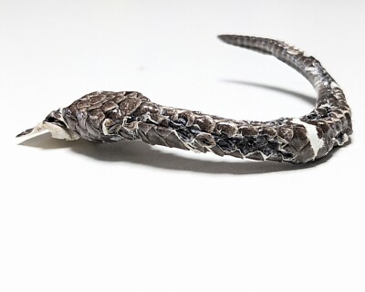 Natural Cobra Snake Tail Rattle Décor Craft Supply  1x7.5''