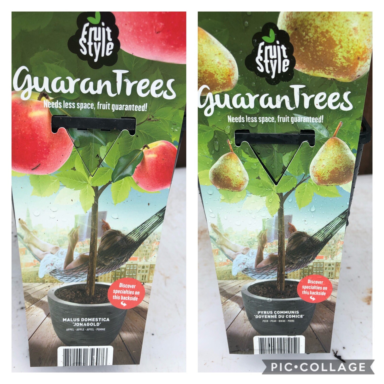 Bedding Plants, Hanging Baskets Delivered Liverpool eBay