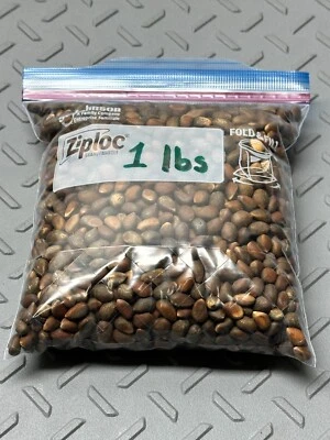 1 LBS RAW New Mexico Piñon, Pinon Pine Nuts, Flavorful, Sweet, Soft Shells😁😊😍