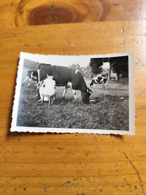 Foto Bauernhof Kuh Melken Milch Milk Cow  FF